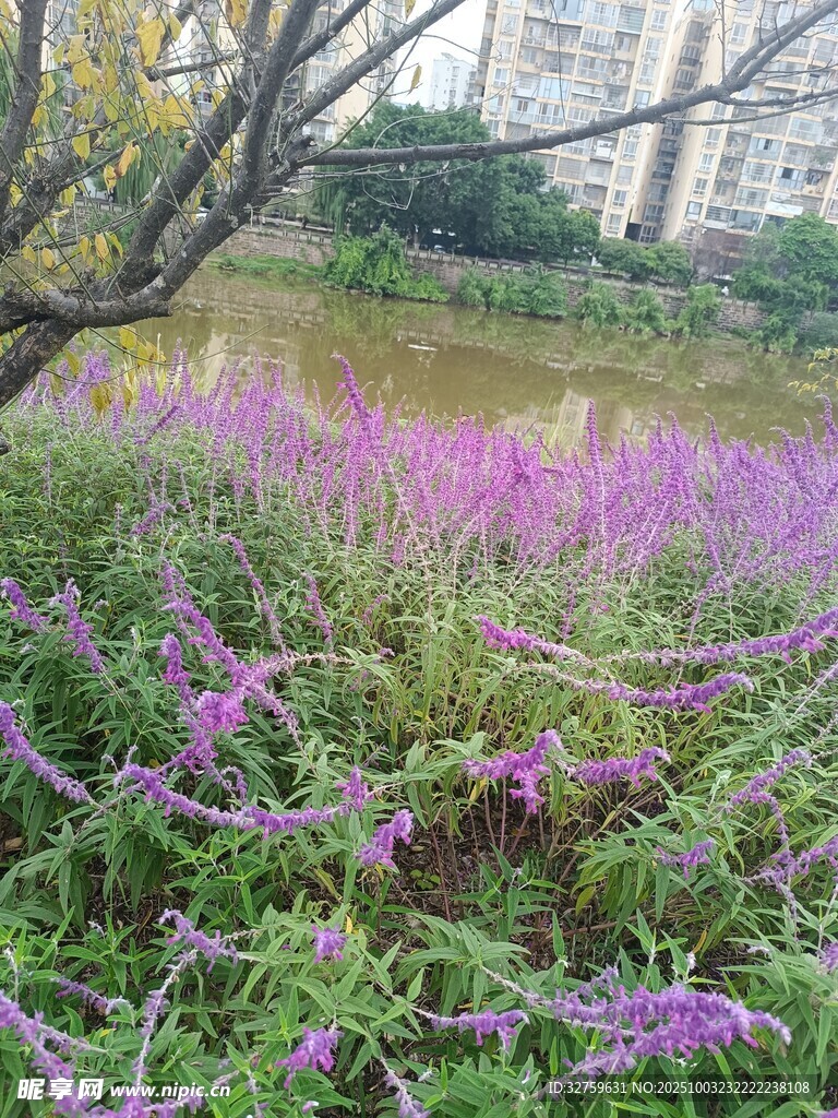 河畔紫色花卉与绿植景观