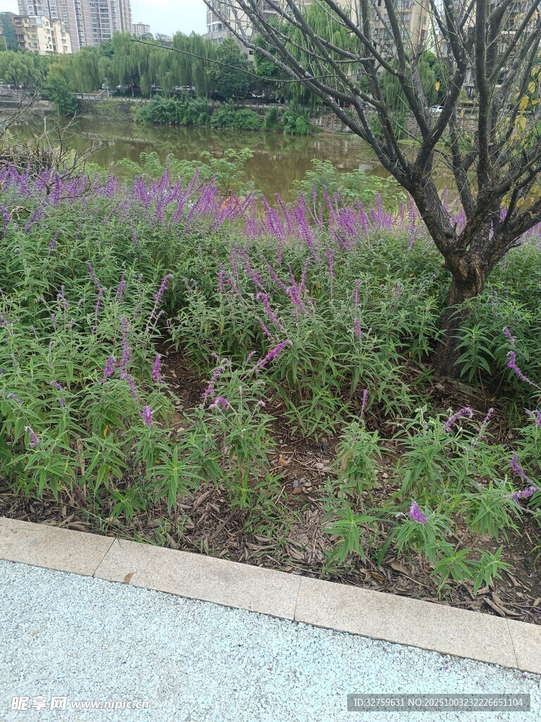 城市中绽放的野花景观