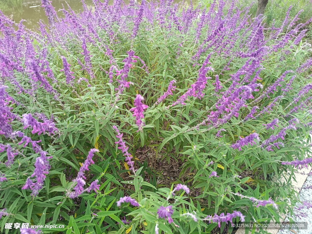紫色花卉丛