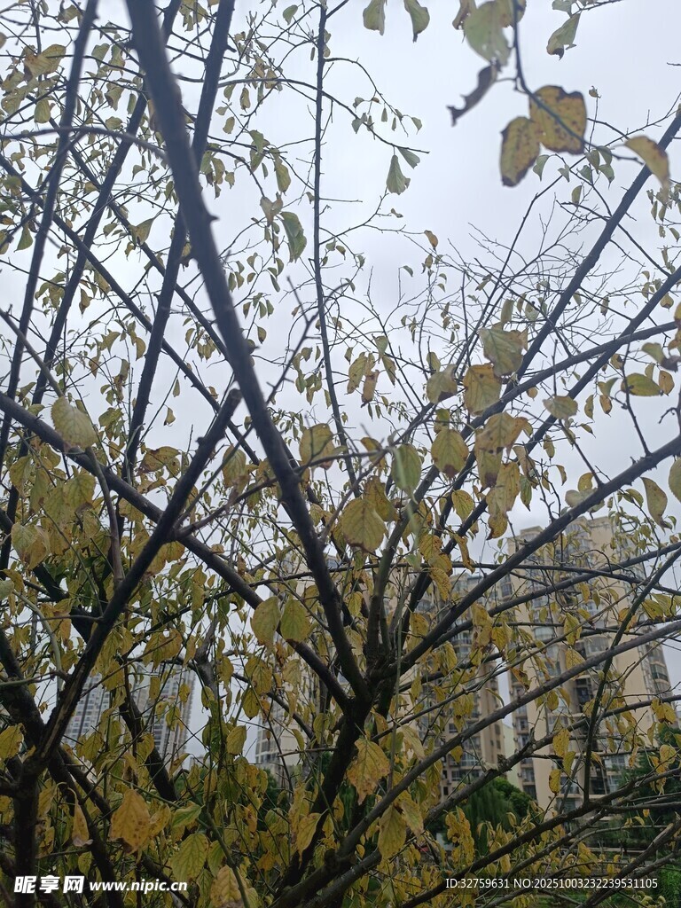 秋日树林枝叶景致