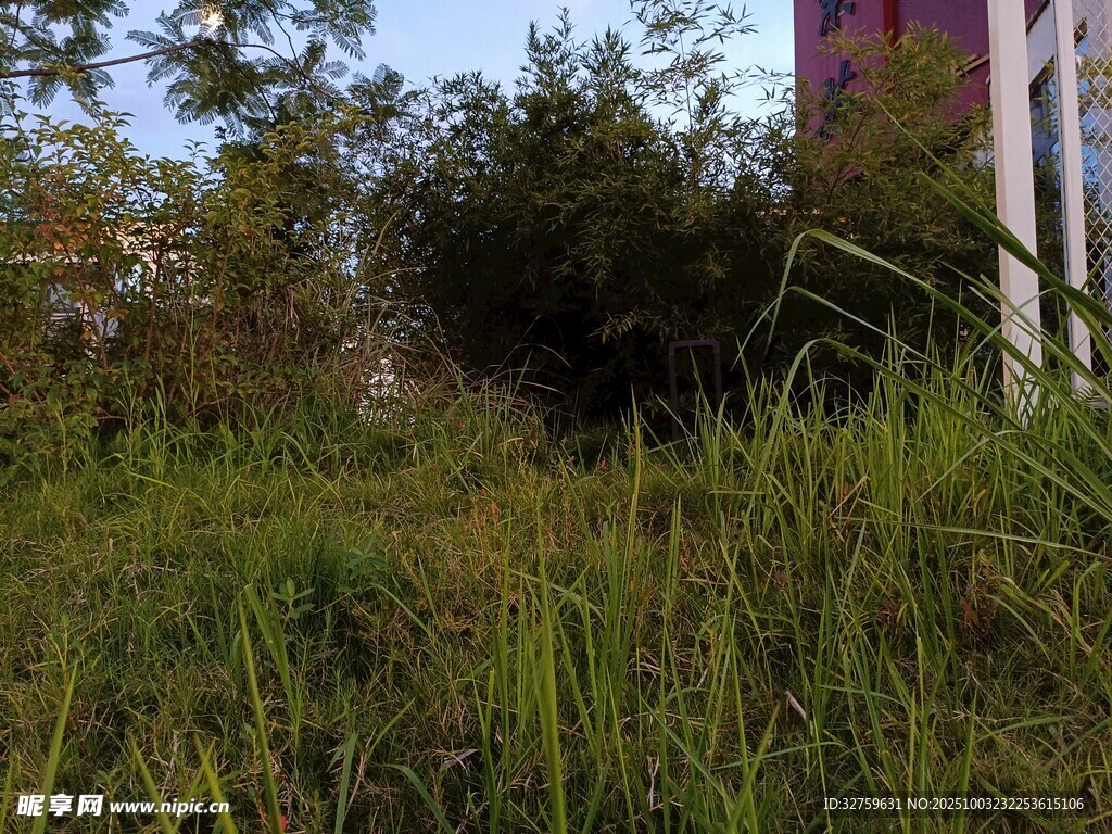 户外茂盛草丛场景
