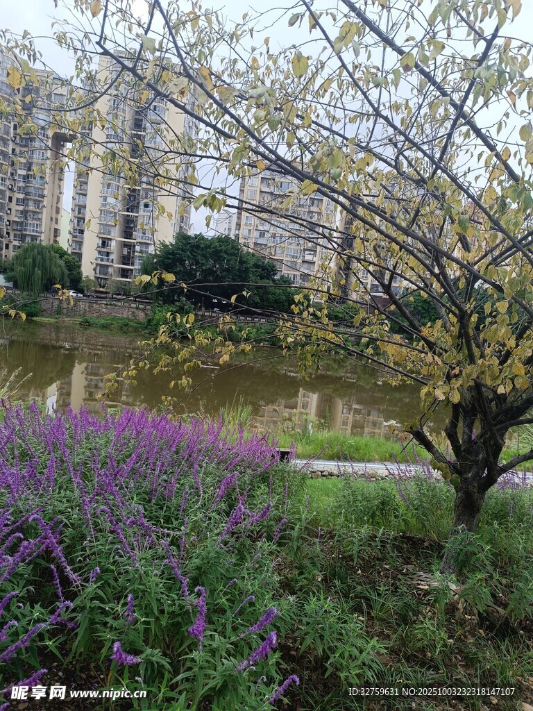 湖畔花木与楼宇景致