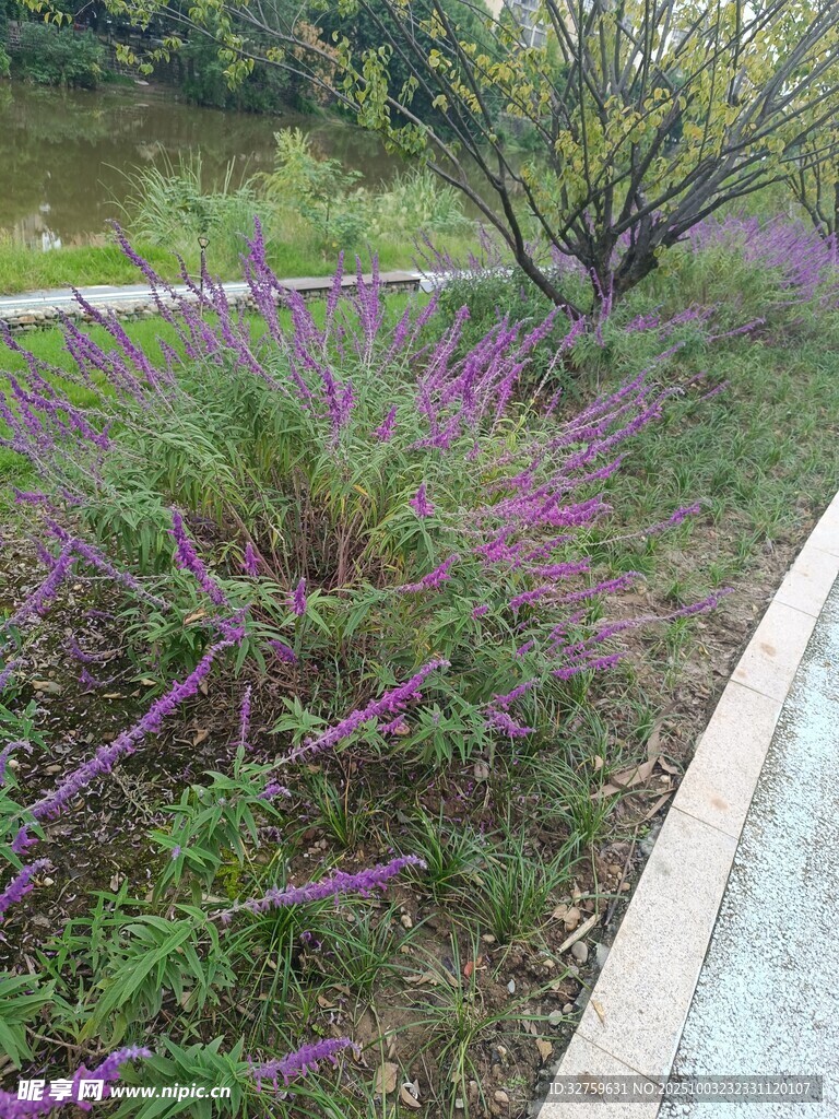 路边绽放的紫色美丽花卉