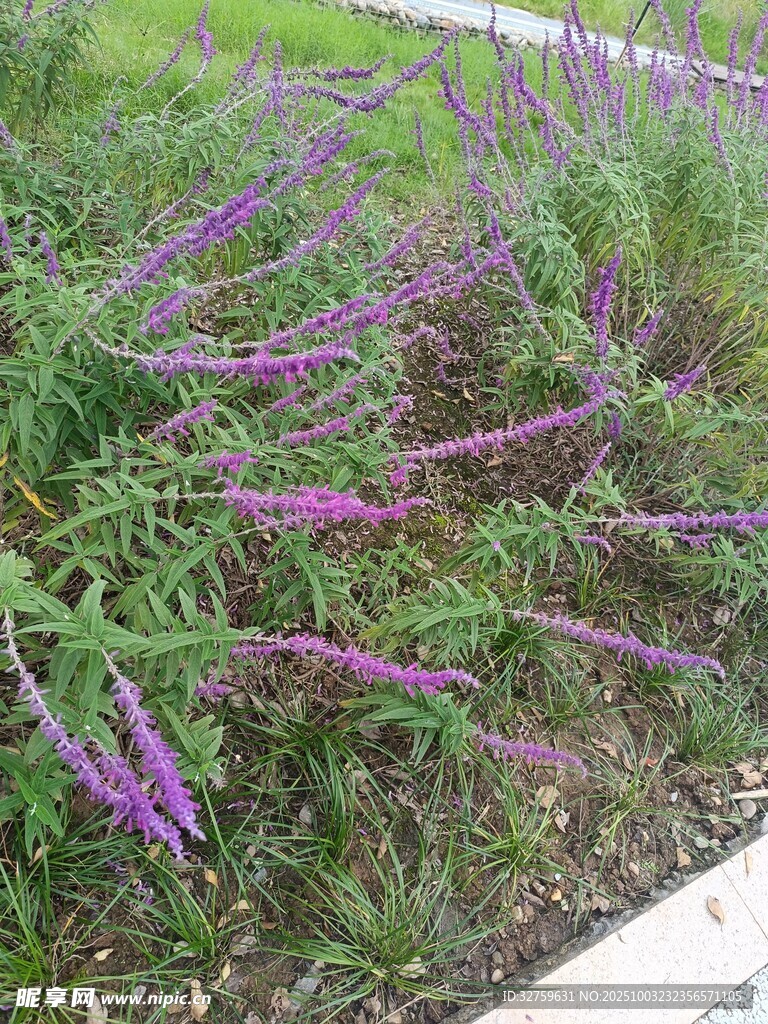 紫色花丛装点路边草地