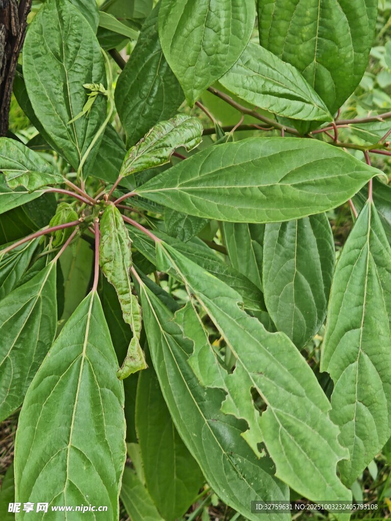 绿叶植物特写