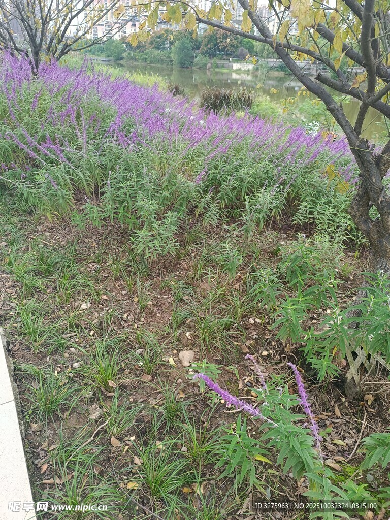 紫色花田中的自然景致