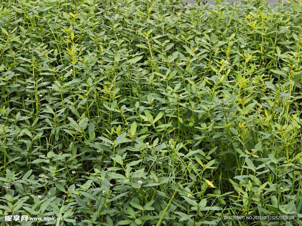 绿意盎然的植物田地
