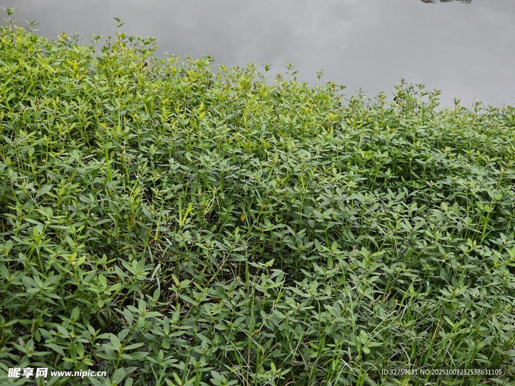 翠绿繁茂的绿植景观