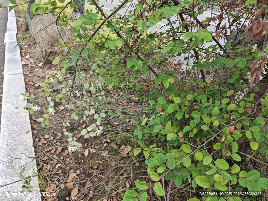 路边绿植景观