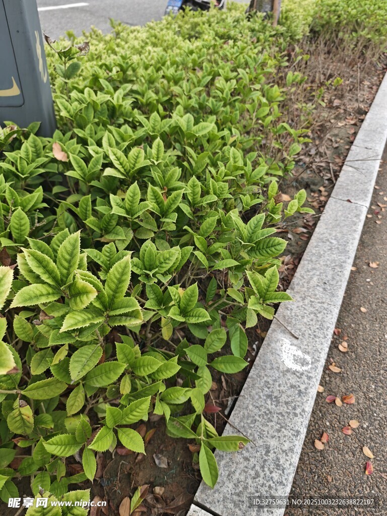 路边翠绿灌木丛