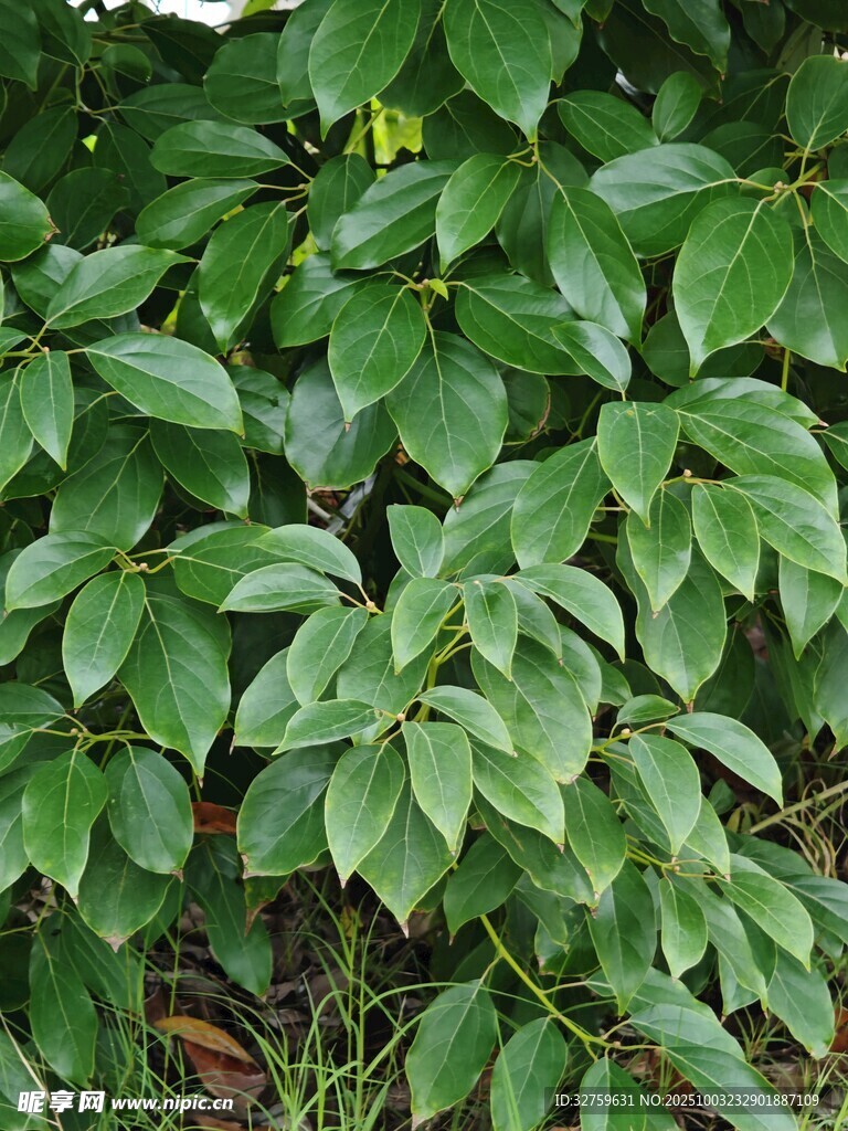 翠绿繁茂的叶片特写