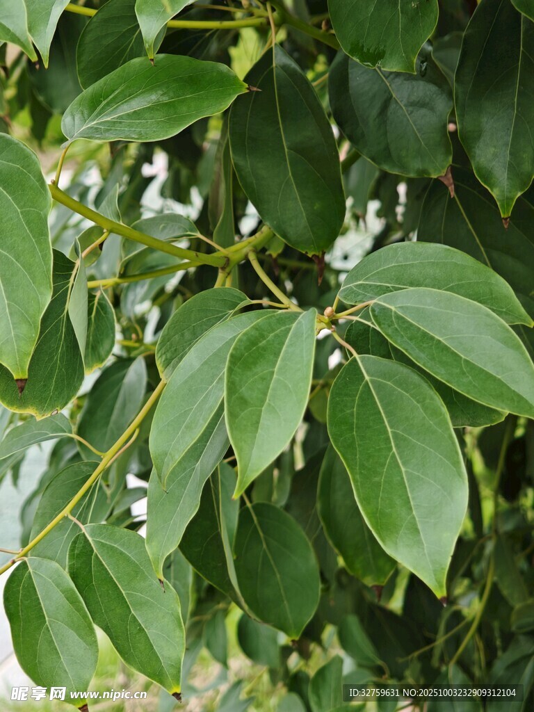 翠绿繁茂的树叶特写