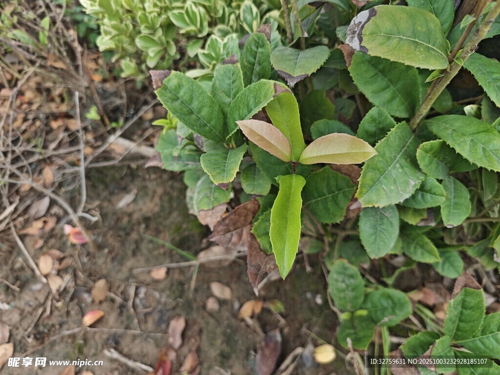 地面绿植与枯叶景象