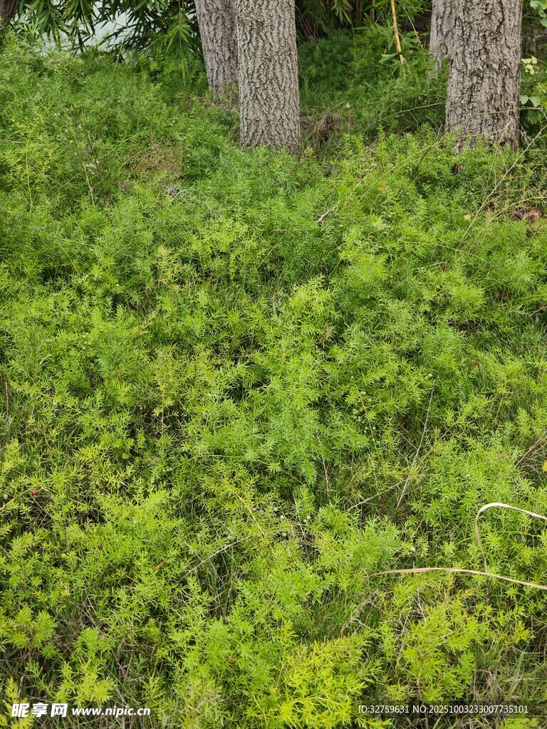 绿意盎然的林下植物景观