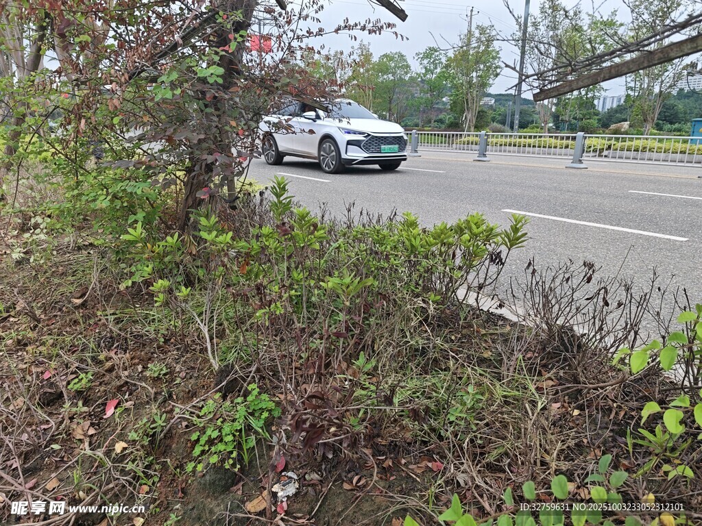 路边绿植旁行驶的车辆