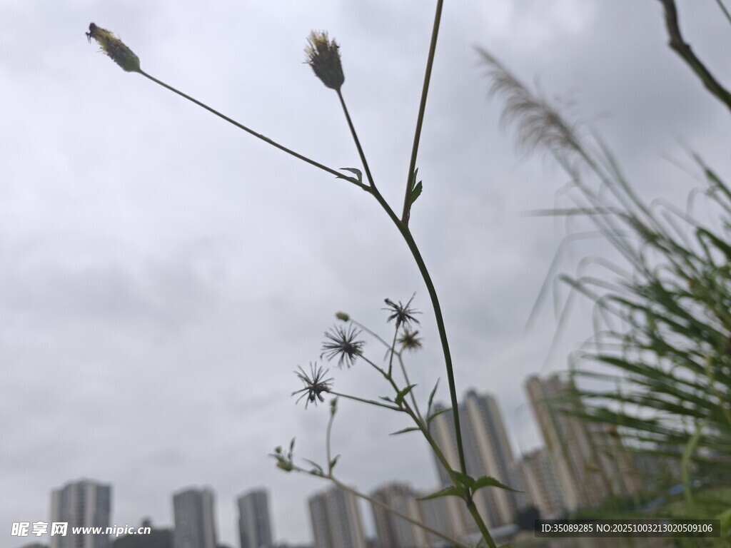 城市边的野草与高楼