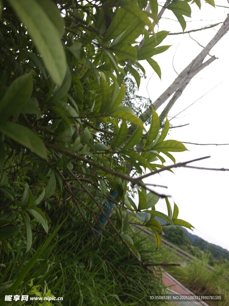 路边繁茂绿植与电线