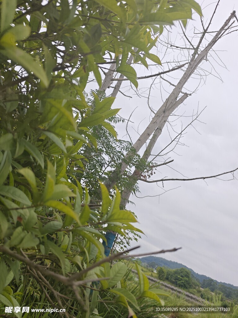 山林间的繁茂树木