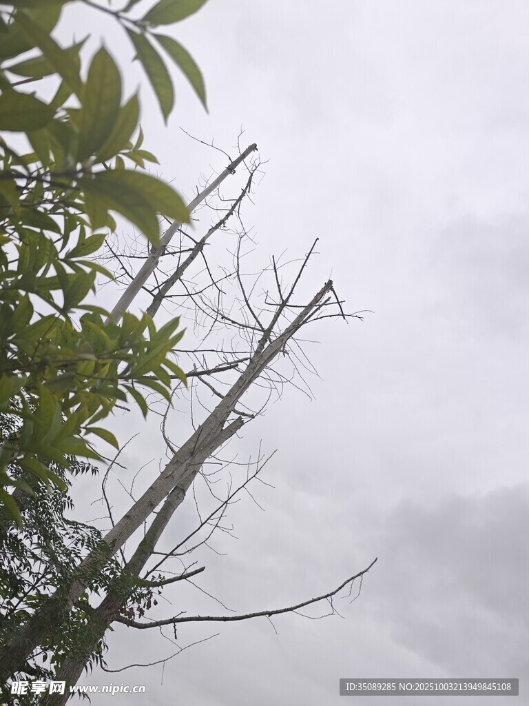 雾中枯树与绿叶