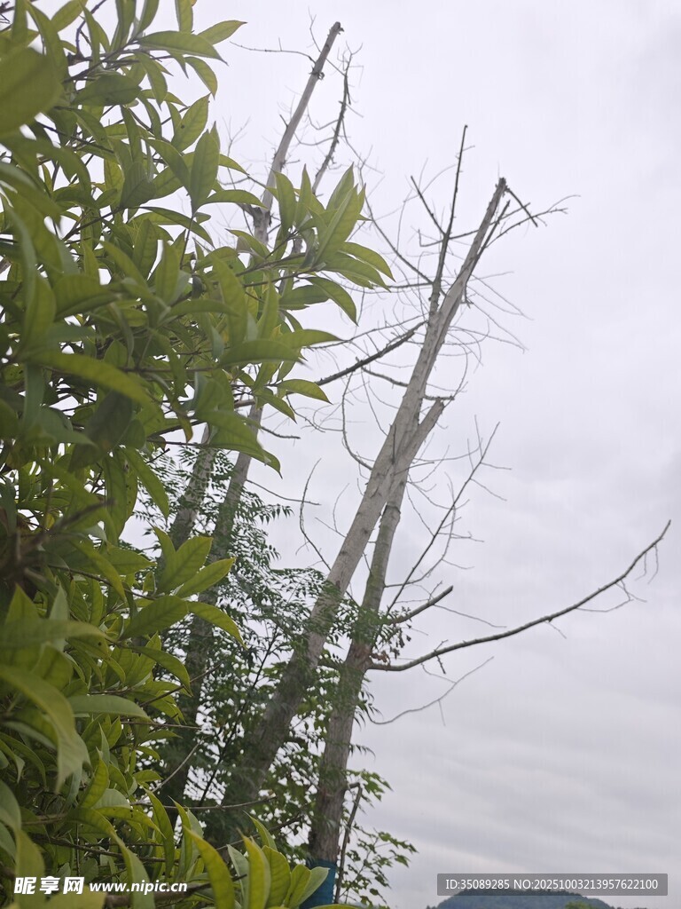 枯树旁的翠绿枝叶