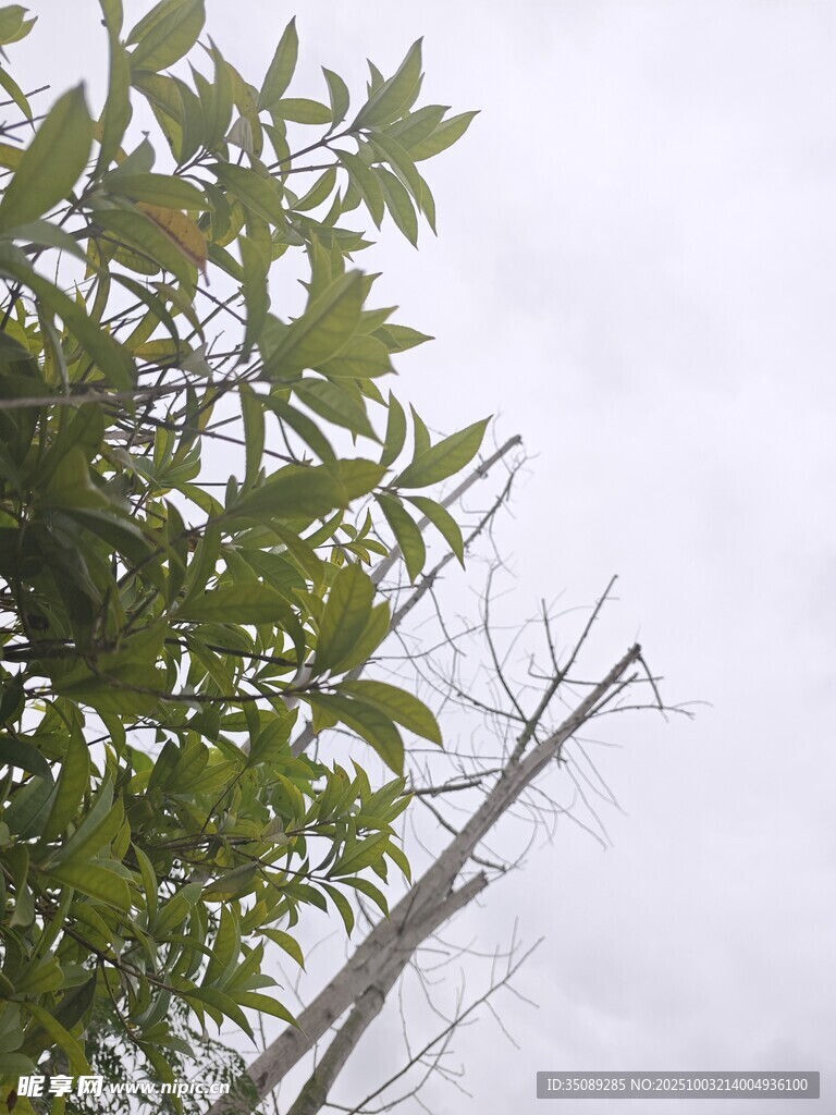 枝头绿叶与枯木
