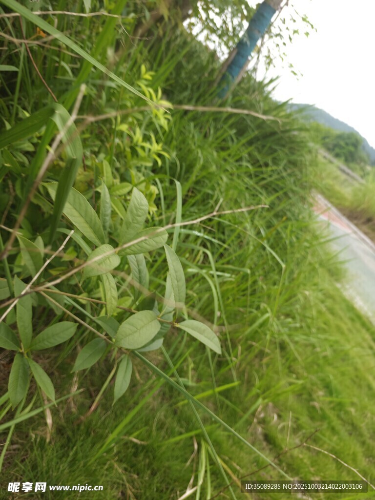 路边繁茂的绿色植物