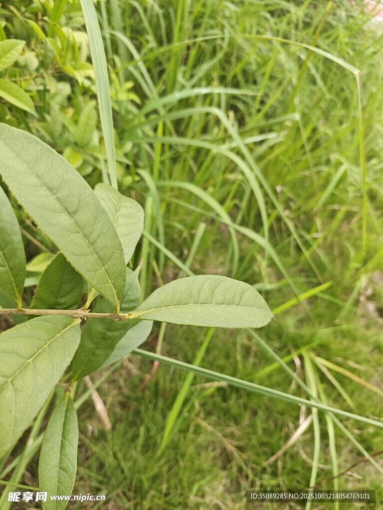 绿叶青草自然景象