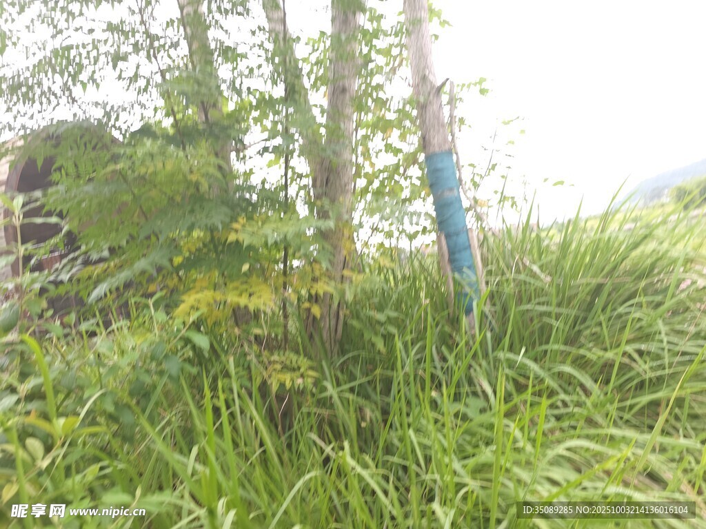 野外绿植中的蓝色物件