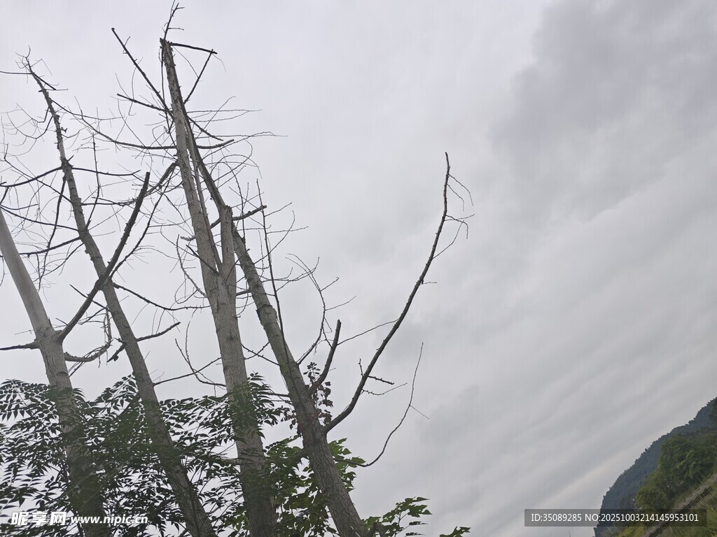 枯树挺立天空阴沉