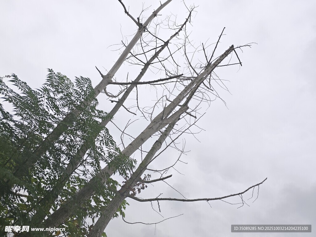 枯树挺立枝干光秃