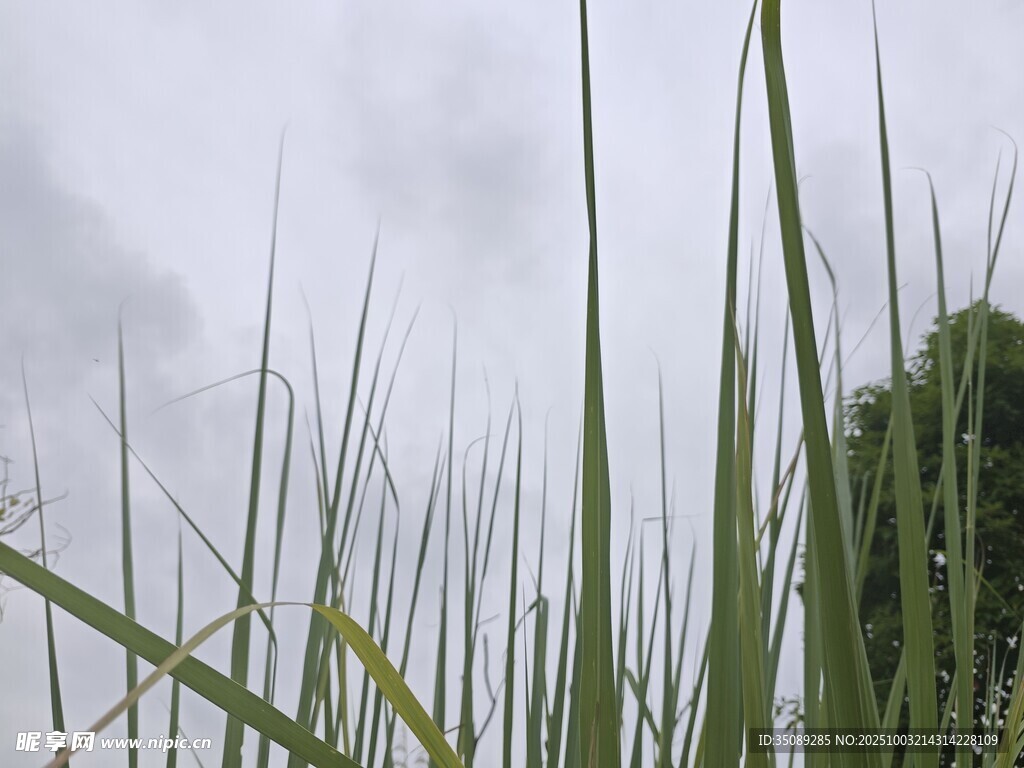 雨中挺立的细长青草