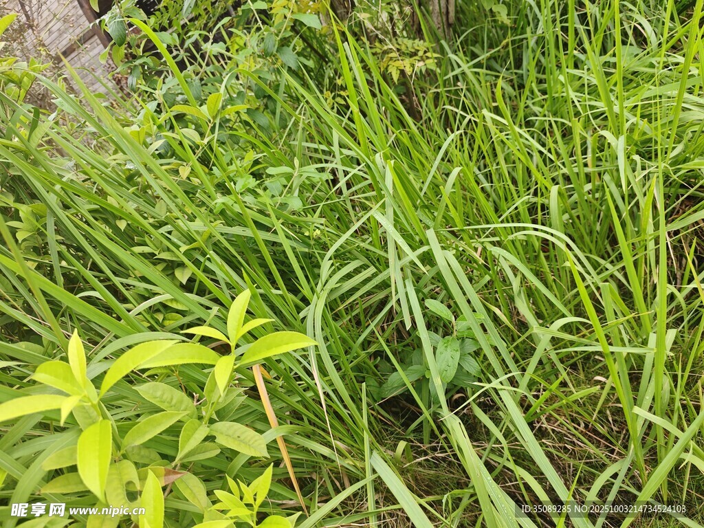 繁茂绿植景观