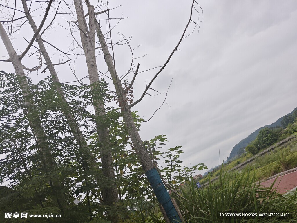 野外枯树与绿植景观