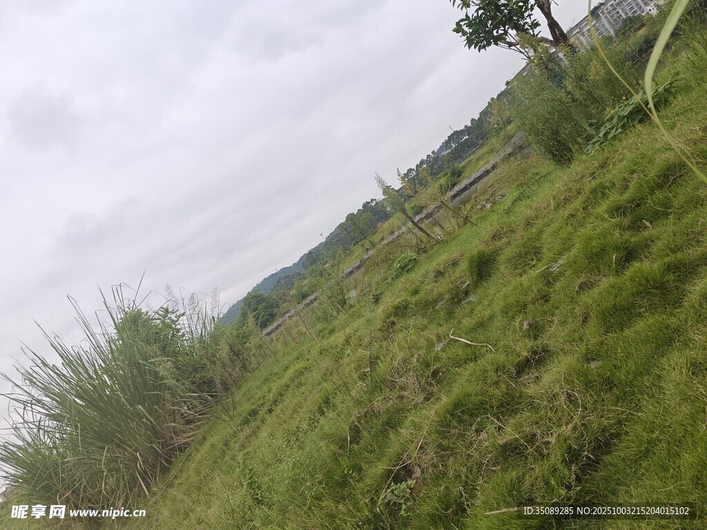 绿意盎然的户外草地景观