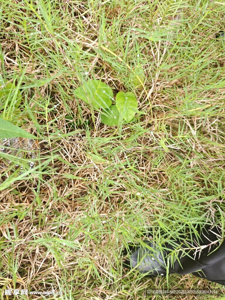 地面上的嫩绿植物与杂物