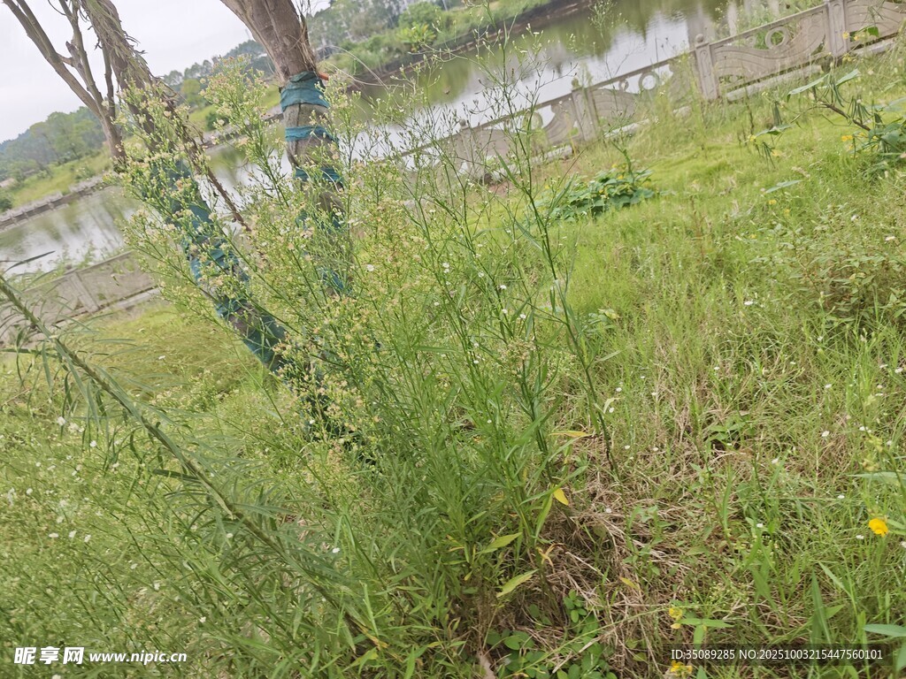 野外草地与远处水域景象
