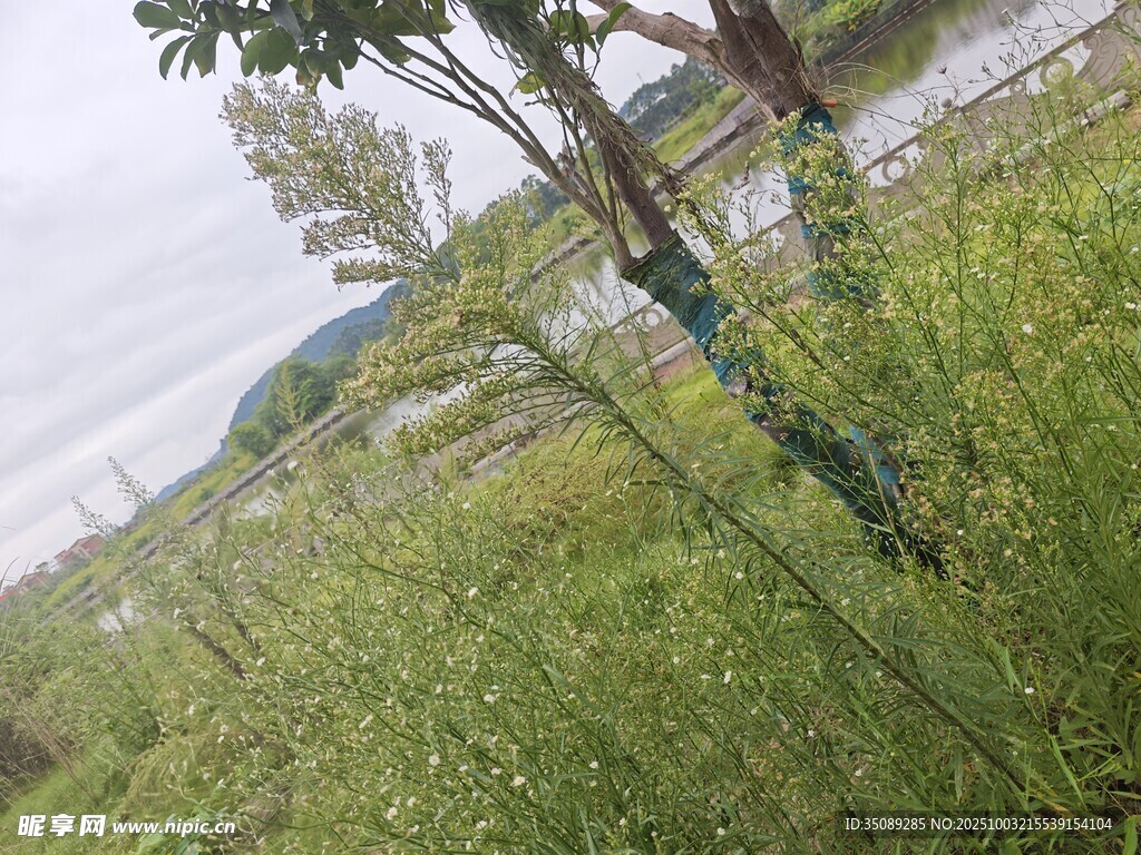 田野中的绿色植物景观