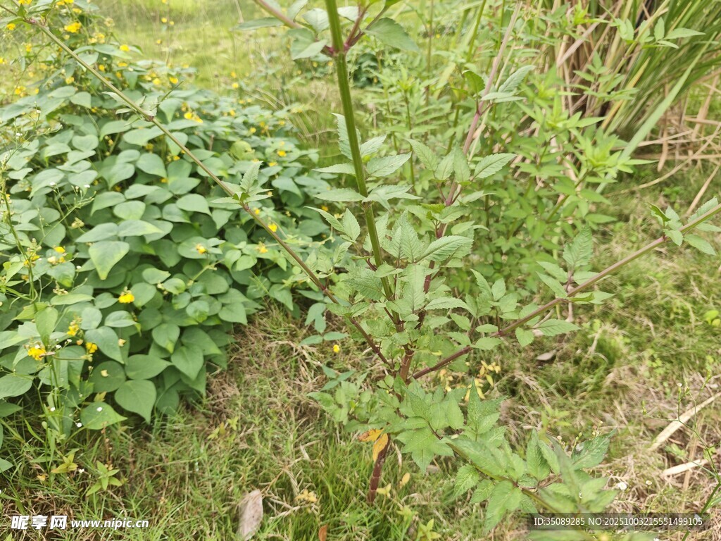 野外绿植景象