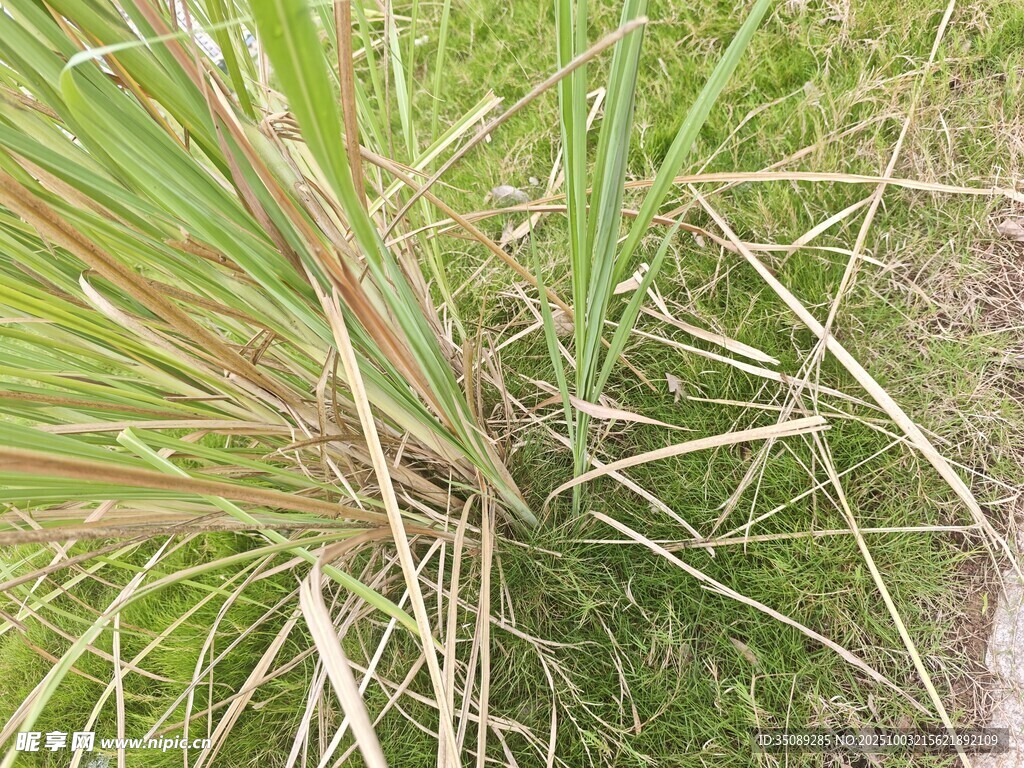 野外丛生的绿色草本植物