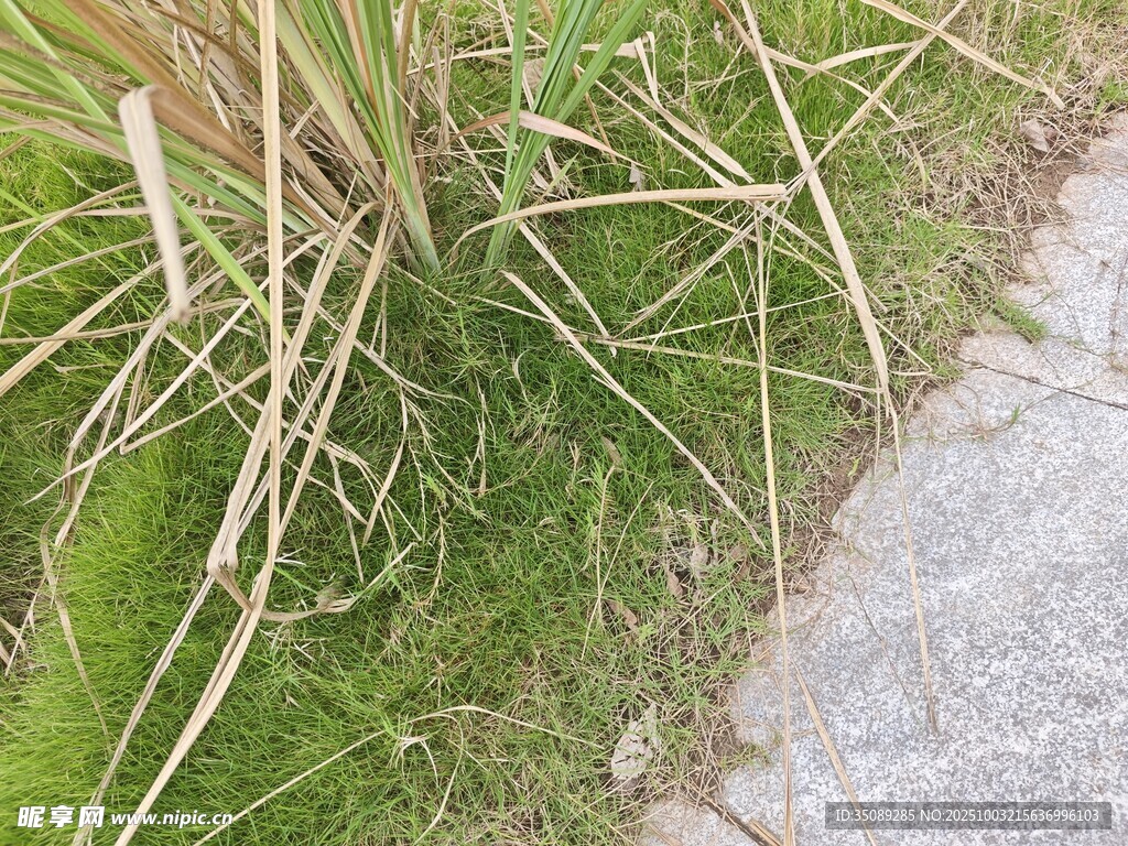 路边青草与枯黄草茎