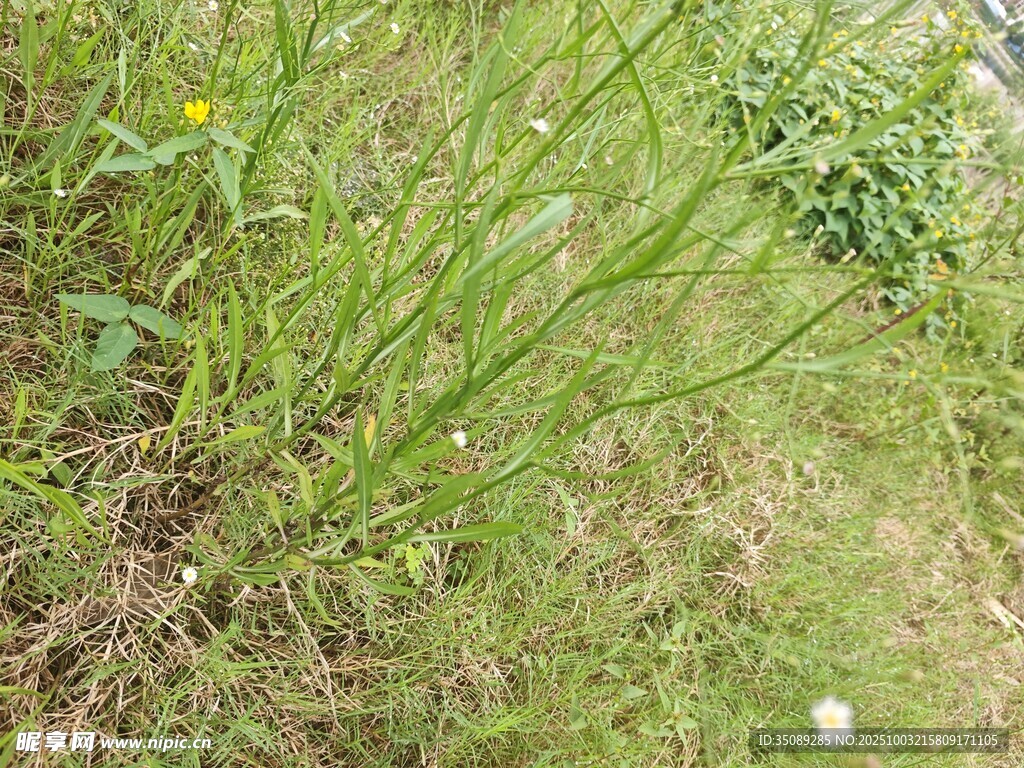 野外嫩绿草丛景象