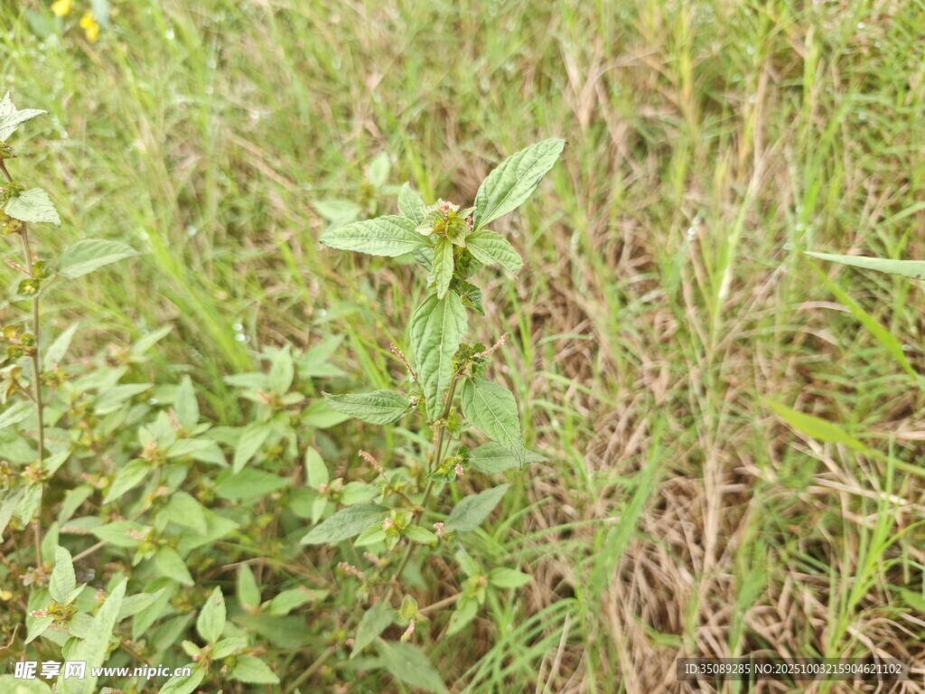 野外茂盛的绿色草地