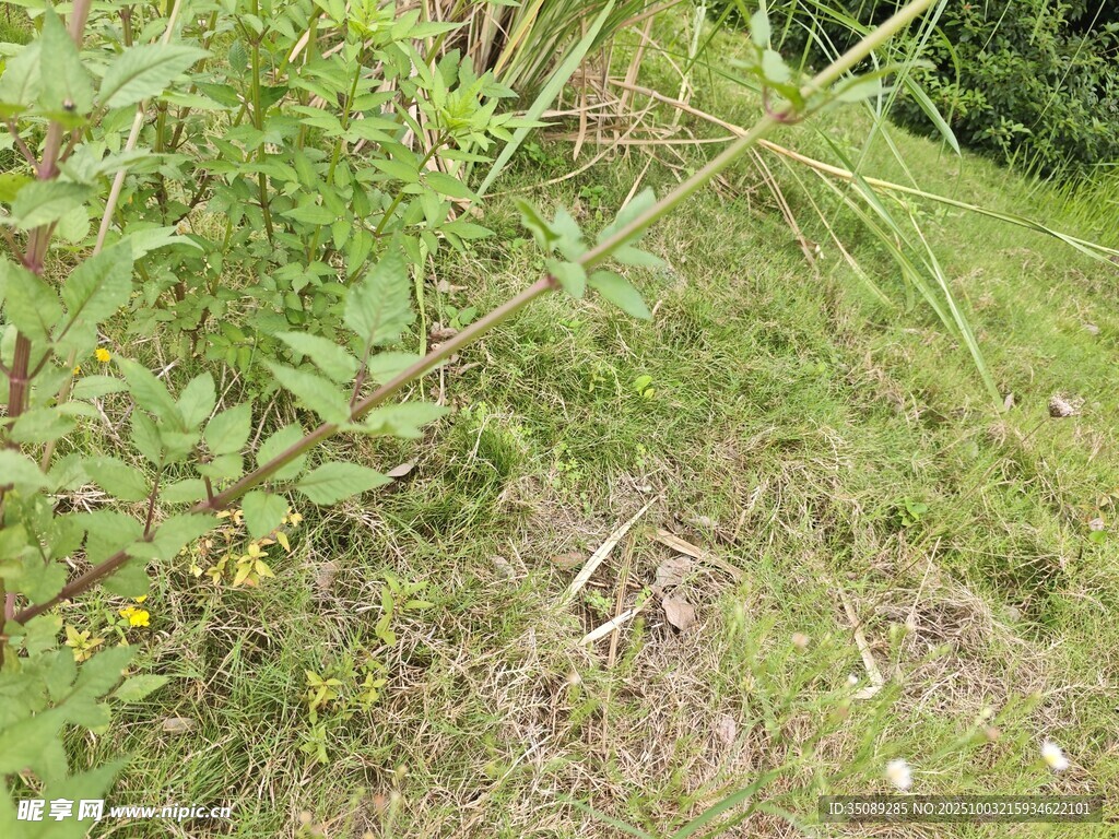 野外草地与绿植景象