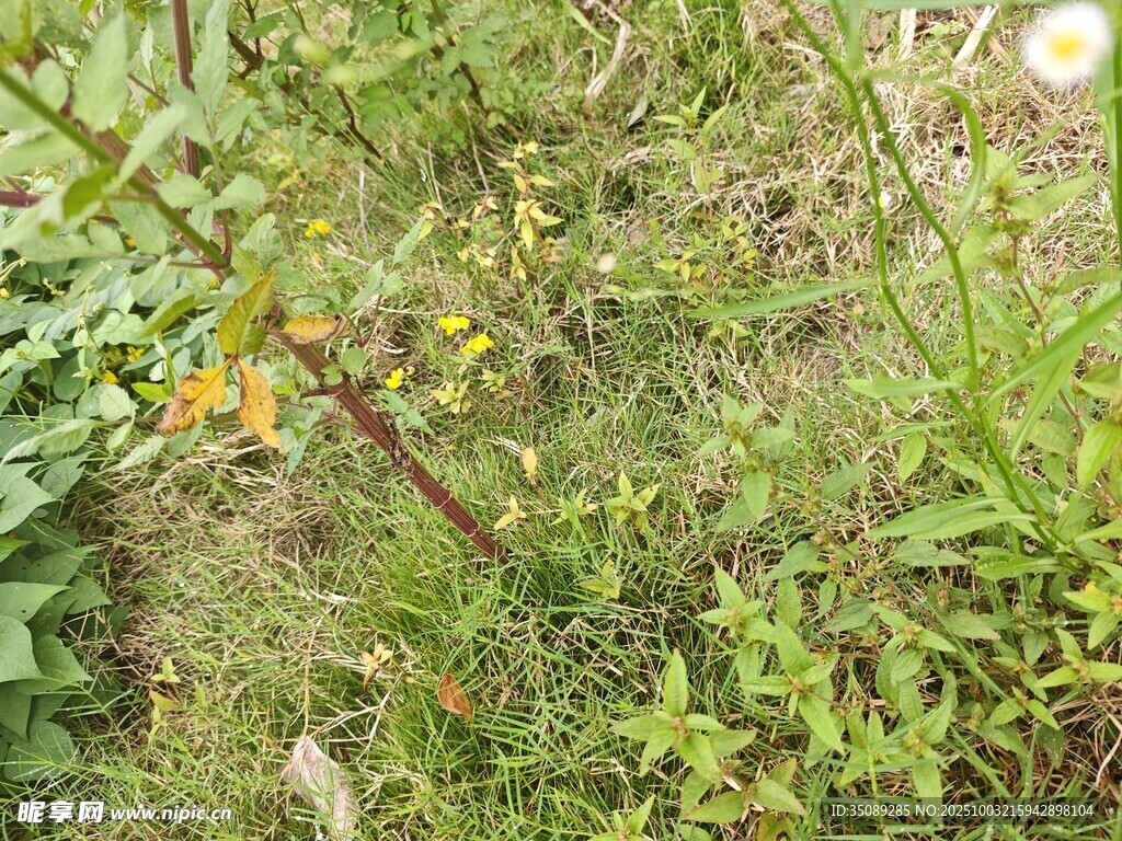 野外草地中的小花与植物