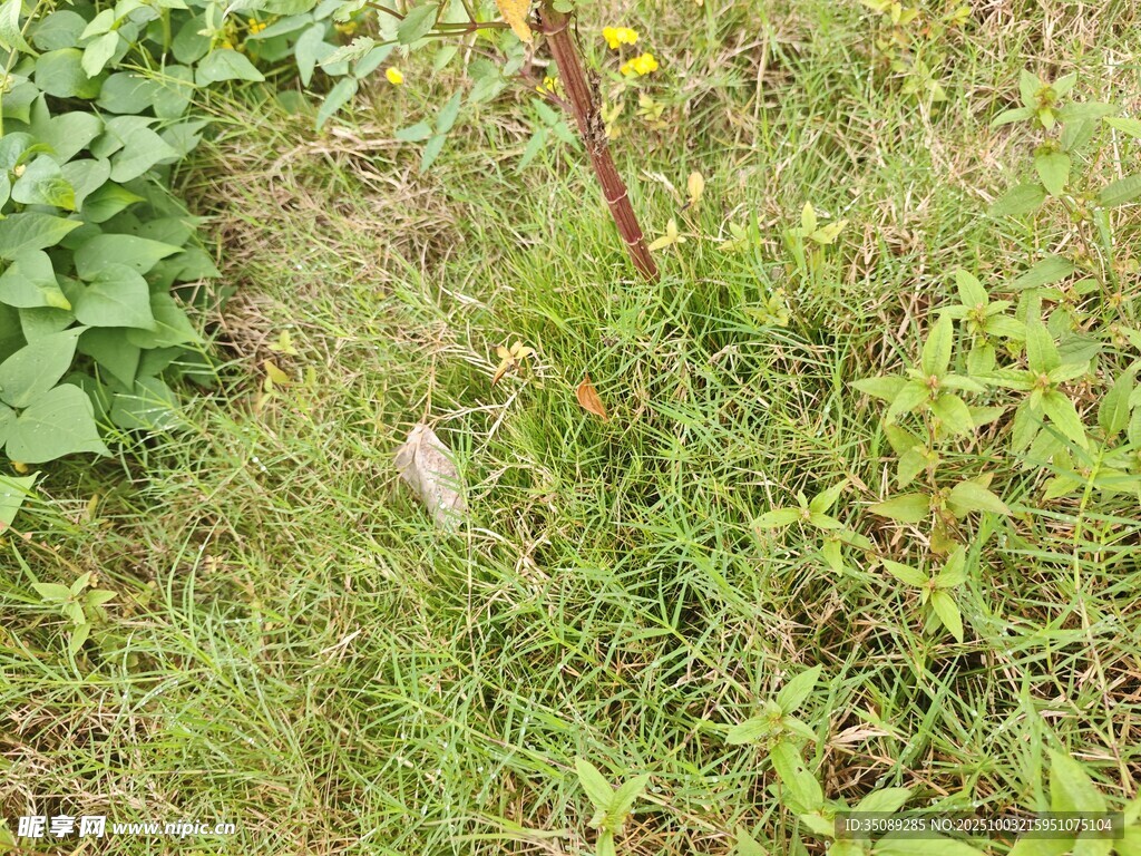 野外繁茂的绿色杂草景象