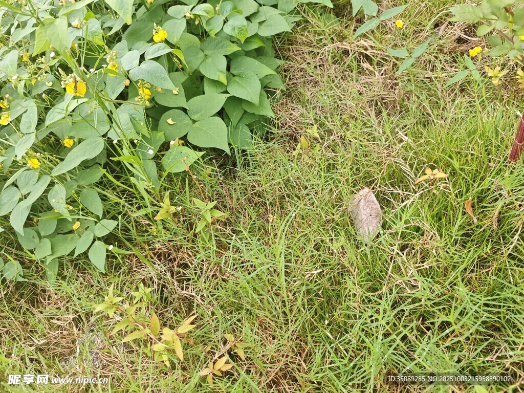 草地中的绿植与石块