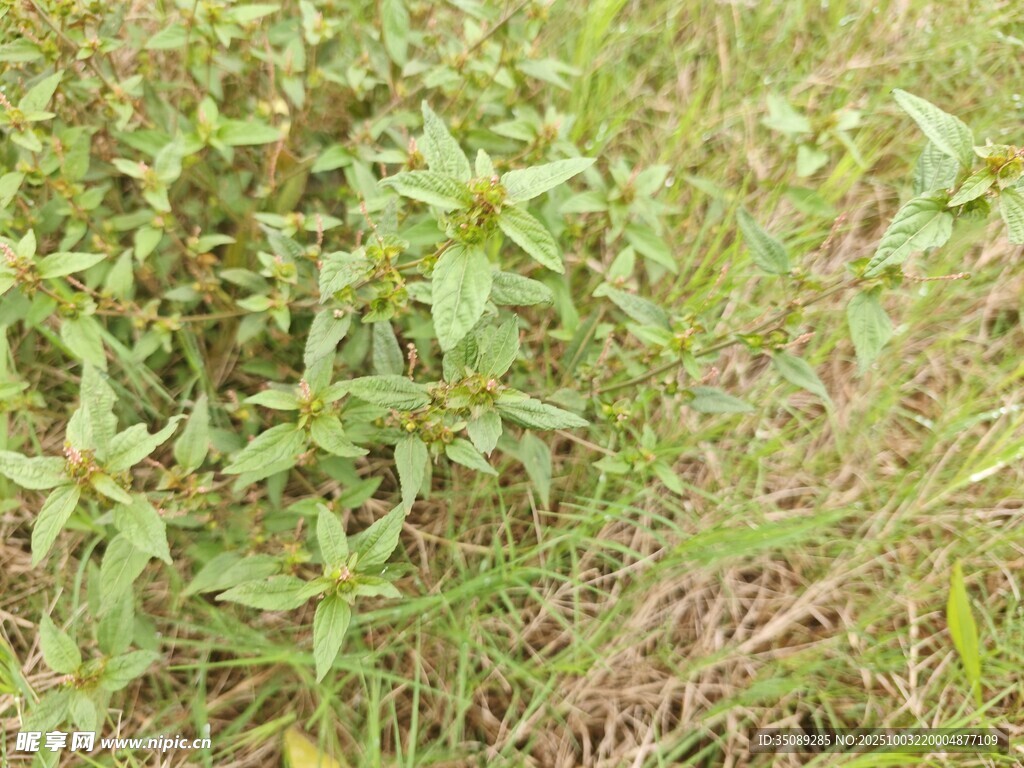 野外丛生的绿色植物