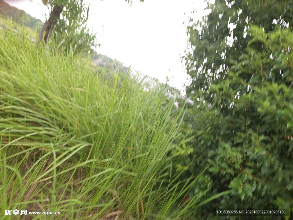 野外葱郁草丛与绿植