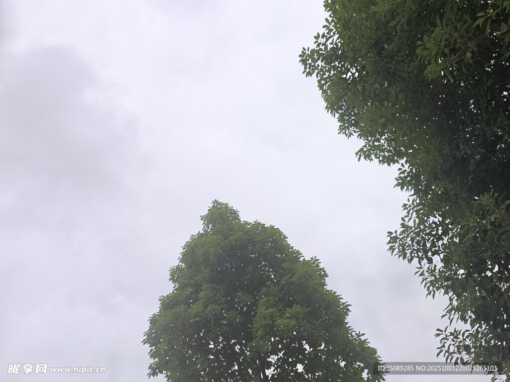 仰视绿树与阴沉天空
