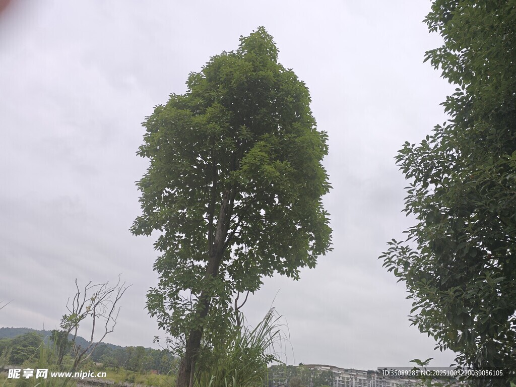 田野中的挺拔绿树